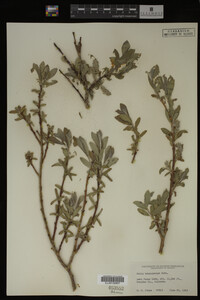 Salix brachycarpa image