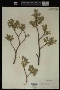 Salix brachycarpa image