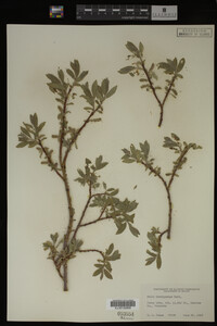 Salix brachycarpa image