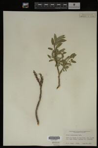 Salix brachycarpa image