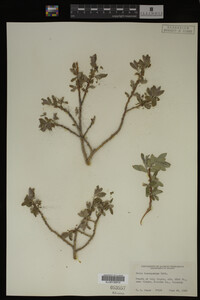 Salix brachycarpa image