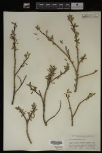 Salix brachycarpa image