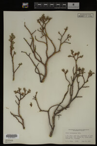 Salix brachycarpa image
