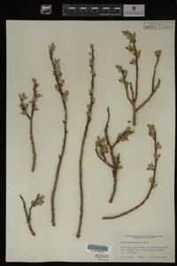 Salix brachycarpa image