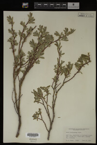 Salix brachycarpa image