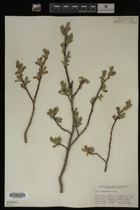 Salix brachycarpa image