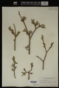 Salix brachycarpa image
