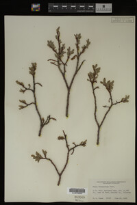 Salix brachycarpa image
