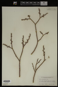 Salix brachycarpa image