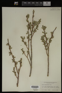 Salix brachycarpa image
