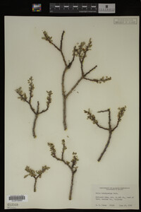 Salix brachycarpa image