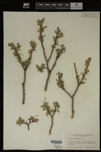 Salix brachycarpa image