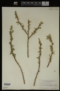Salix brachycarpa image
