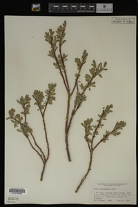 Salix brachycarpa image