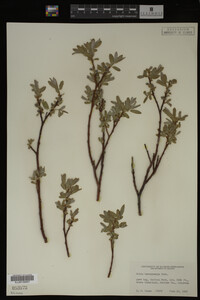 Salix brachycarpa image