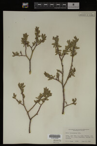 Salix brachycarpa image