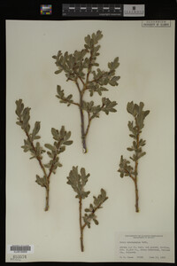 Salix brachycarpa image