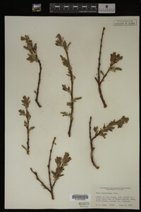 Salix brachycarpa image
