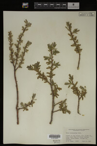Salix brachycarpa image