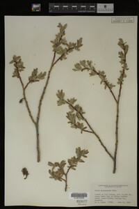 Salix brachycarpa image