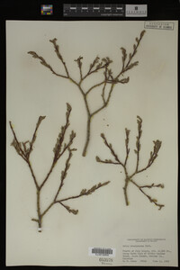 Salix brachycarpa image