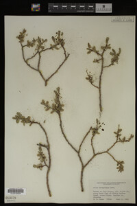 Salix brachycarpa image