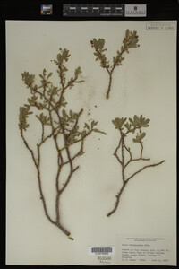 Salix brachycarpa image