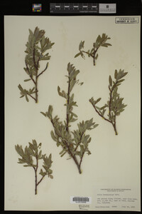 Salix brachycarpa image