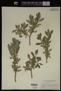 Salix brachycarpa image