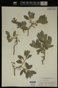 Salix brachycarpa image