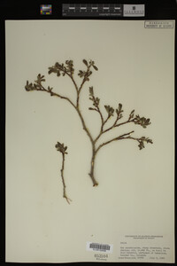 Salix brachycarpa image
