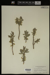 Salix brachycarpa image