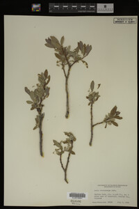 Salix brachycarpa image