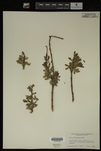 Salix brachycarpa image