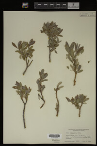 Salix brachycarpa image