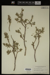 Salix brachycarpa image