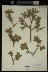 Salix brachycarpa image