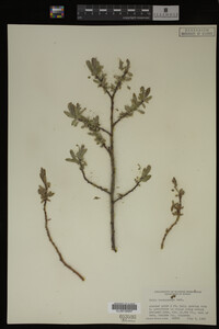 Salix brachycarpa image