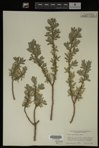 Salix brachycarpa image