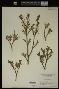 Salix brachycarpa image