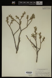 Salix brachycarpa image