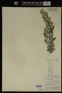 Salix brachycarpa image