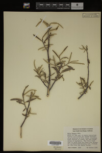 Media resource of Salix breweri