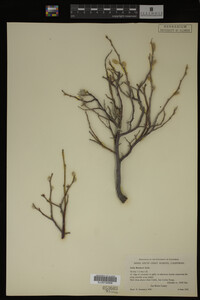 Salix breweri image