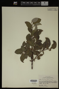 Image Associated With the Occurrence