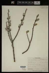 Media resource of Salix calcicola