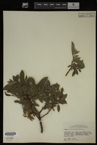 Media resource of Salix callicarpaea