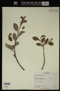 Salix callicarpaea image