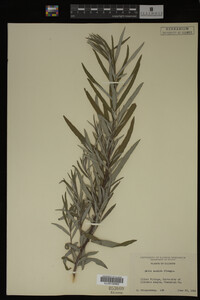 Salix candida image