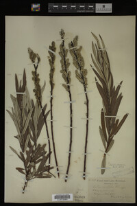 Salix candida image